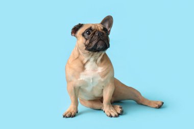 Mavi arka planda oturan sevimli Fransız bulldog.