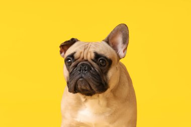 Sarı arka planda sevimli Fransız bulldog 'u