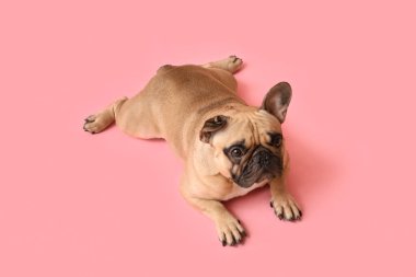 Pembe arka planda sevimli Fransız bulldog 'u