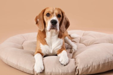 Sevimli Beagle köpeği kahverengi arka planda evcil hayvan yatağında yatıyor.