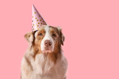 Pembe arka planda parti şapkası olan sevimli tüylü Avustralyalı çoban köpeği.