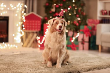 Noel arifesinde evde Noel Baba şapkalı şirin Avustralyalı çoban köpeği