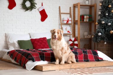 Tatlı Avustralya çoban köpeği Noel arifesinde yatak odasında.