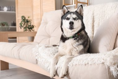 Evdeki kanepede sevimli Husky köpeği.