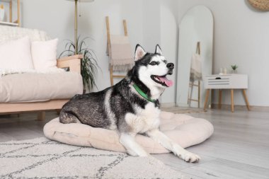 Evcil hayvan yatağındaki sevimli Husky köpeği.