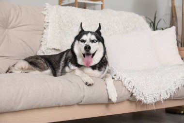 Evdeki kanepede sevimli Husky köpeği.