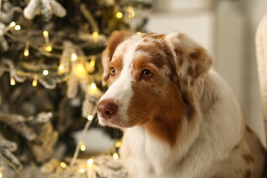 Şirin Avustralyalı çoban köpeği Noel arifesinde evde, yakın plan.