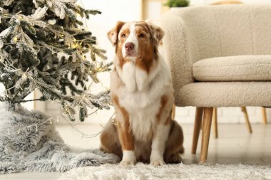 Tatlı Avustralya çoban köpeği Noel arifesinde evde.