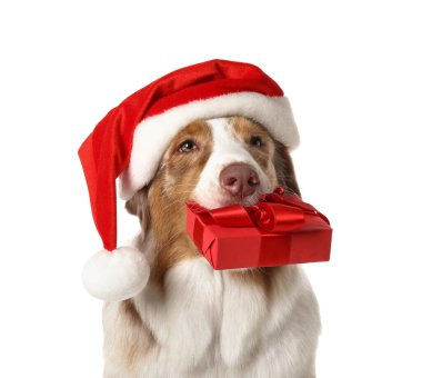 Beyaz arka planda Noel Baba şapkalı şirin Avustralyalı çoban köpeği, yakın plan.