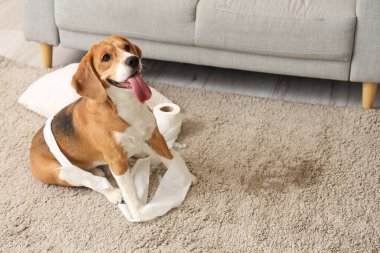 Yastığı yırtık, tuvalet kağıdı rulosu dağınık oturma odasında oturan yaramaz Beagle köpeği.