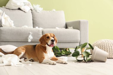 Yastıkları yırtık, tuvalet kağıtları yuvarlanmış ve dağınık oturma odasında yere düşmüş yaramaz bir tazı köpeği.