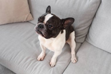 Evde tatlı bir Fransız bulldog 'u var.