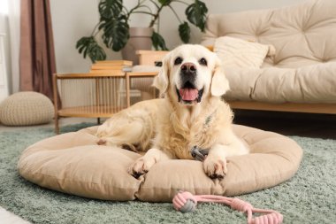 Evcil hayvan yatağında oyuncaklı şirin Labrador köpeği.