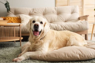 Şirin Labrador köpeği evcil hayvan yatağında yatıyor.