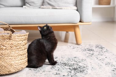 Cute black cat sitting near wicker basket in living room