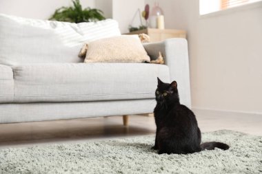 Oturma odasındaki kanepenin yanında oturan sevimli siyah kedi.