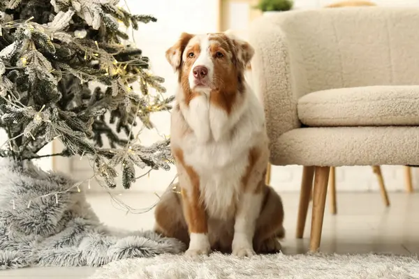 Tatlı Avustralya çoban köpeği Noel arifesinde evde.