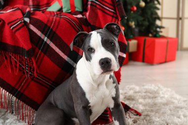 Şirin Staffordshire Terrier köpeği Noel arifesinde evde.