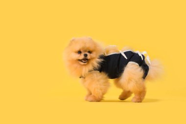 Sarı arka planda kısırlaştırmadan sonra kurtarma giysisi içinde şirin Pomeranya köpeği.
