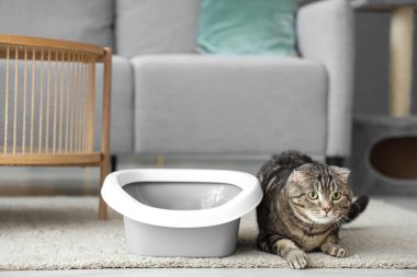 Evinin zemininde çöp kutusu olan sevimli kedi.