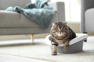 Evdeki çöp kutusunda yerde yatan sevimli kedi.