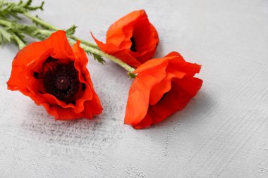 Beyaz arka planda güzel gelincik çiçekleri