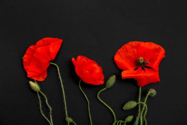 Karanlık arka planda güzel gelincik çiçekleri, yakın plan. Anma Günü