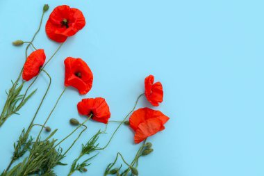 Renkli arka planda güzel gelincik çiçekleri. Anma Günü