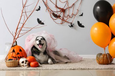 Gri duvarın yanında cadılar bayramı süslemeleri olan ölü gelin kostümlü sevimli, iri yapılı köpek.