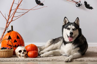 Gri duvarın yanında yerde duran cadılar bayramı süslemeleri olan sevimli, iri yapılı bir köpek.