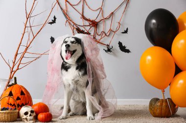 Gri duvarın yanında cadılar bayramı süslemeleri olan ölü gelin kostümlü sevimli, iri yapılı köpek.