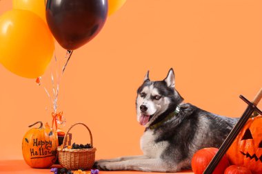 Hediye kutusu, balonları, balkabakları ve turuncu arka planda bir kova şekeri olan sevimli, iri kıyım bir köpek. Cadılar Bayramı