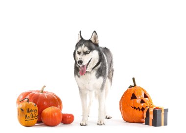 Beyaz arka planda izole edilmiş balkabağı ve hediye kutusu olan sevimli, iri yapılı bir köpek. Cadılar Bayramı