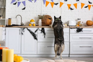 Cadılar Bayramı süslemeleri olan sevimli köpecik evde eğleniyor.