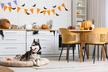 Cadılar Bayramı süslemeleri ve evcil hayvan yatağında uzanan oyuncak topuyla sevimli, iri yapılı bir köpek.