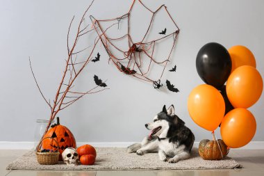 Gri duvarın yanında yerde duran cadılar bayramı süslemeleri olan sevimli, iri yapılı bir köpek.