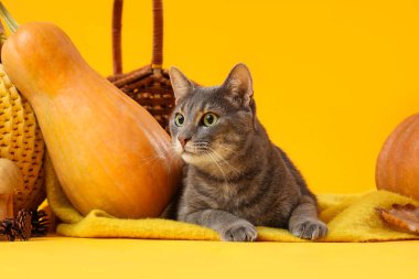 Sarı arka planda kareli balkabaklı şirin kedi, yakın plan. Şükran Günü kutlaması