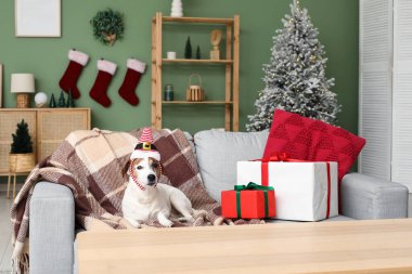 Evdeki koltukta Noel hediyesi kutularıyla Elf şapkalı şirin Jack Russell Terrier köpeği.
