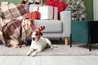 Geyik boynuzları içinde şirin Jack Russell Terrier köpeği ve evde Noel hediyesi kutuları.