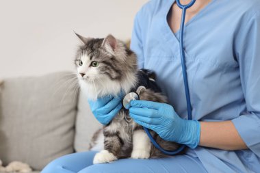 Steteskoplu kadın veteriner ve veteriner kliniğinde kısırlaştırmadan sonra tatlı kedi.