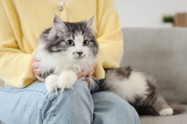 Evde kısırlaştırmadan sonra şirin kedileri olan bir ev sahibi.