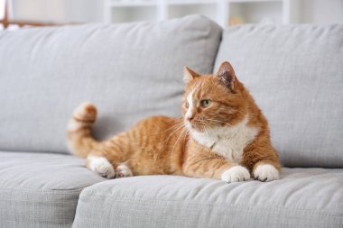 Evdeki gri kanepede yatan sevimli kırmızı kedi.