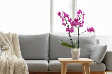 Oturma odasındaki kanepenin yanındaki masada orkide çiçeği.