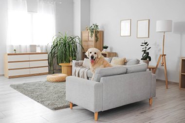 Evdeki kanepede oturan sevimli Labrador köpeği.