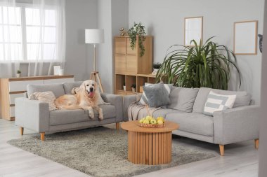 Sevimli Labrador köpeği evdeki kanepede yatıyor.