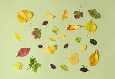 Yeşil arkaplanda farklı sonbahar yapraklarına sahip kompozisyon