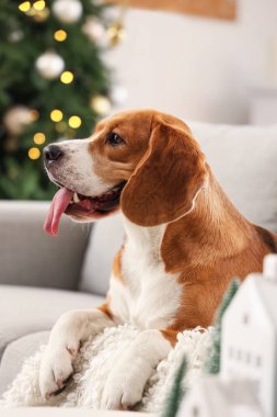 Noel arifesinde evde sevimli Beagle köpeği, yakın plan.