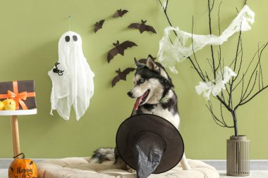 Cadı şapkası ve cadılar bayramı süslemeleriyle yeşil duvarın yanındaki evcil hayvan yatağında oturan sevimli, iri yapılı köpek.