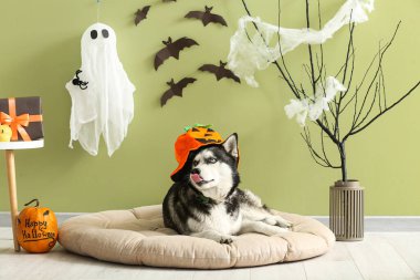 Cadılar Bayramı süsleri yeşil duvarın yanında, evcil hayvan yatağında uzanmış şirin, iri yapılı bir köpek.