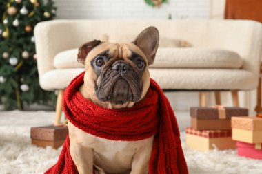 Noel arifesinde evde eşarplı şirin bir köpek, yakın plan.